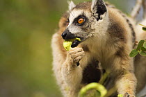 Ring-tailed Lemur (Lemur catta) female feeding on seed pods. Berenty Private Reserve, Madagascar. Oct 2008.