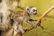 Ring-tailed Lemur (Lemur catta) baby exploring in a tree. Berenty Private Reserve, Madagascar. Oct 2008.