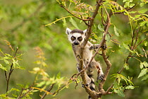 Ring-tailed Lemur (Lemur catta) baby exploring in a tree. Berenty Private Reserve, Madagascar. Oct 2008.