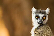 Ring-tailed Lemur (Lemur catta) portrait. Berenty Private Reserve, Madagascar. Oct 2008.