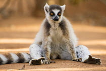 Ring-tailed Lemur (Lemur catta) sitting. Berenty Private Reserve, Madagascar. Oct 2008.