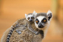 Ring-tailed Lemur (Lemur catta) female with infant (less than one month riding her back, portrait. Berenty Private Reserve, Madagascar. Oct 2008.