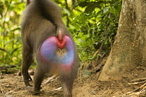 Rear view of mature wild male Mandrill (Mandrillus sphinx) walking through gallery forest during dry season. Showing sexual colouration of rump. Lope National Park, Gabon. July 2008.