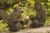 Wild female Mandrills (Mandrillus sphinx) with infants socialising. Gallery forest during dry season. Lope National Park, Gabon. July 2008.