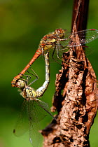 Common darter dragonfly {Sympetrum striolatum}, mating pair. Cornwall, UK