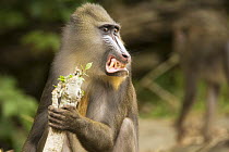 Sub mature wild male Mandrill (Mandrillus sphinx) making threatening grimace. Sitting in gallery forest during dry season. Lope National Park, Gabon. July 2008.