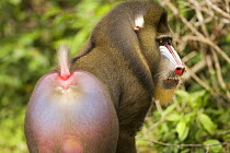 Wild mature male mandrill (Mandrillus sphinx) in gallery forest during dry season. Lope National Park, Gabon. June 2008.