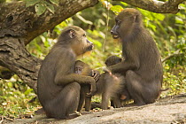 Two wild female Mandrills (Mandrillus sphinx) with infants socialising. Gallery forest during dry season. Lope National Park, Gabon. July 2008.
