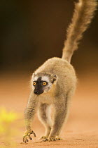 Red-fronted Brown Lemur (Eulemur rufus) female walking. Berenty Private Reserve, Madagascar. Oct 2008.