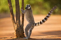 Ring-tailed Lemur (Lemur catta) male 'palmar-marking' using scent glands on the inner forearm (antebrachial organ). Berenty Private Reserve, Madagascar. Oct 2008.
