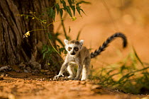 Ring-tailed Lemur (Lemur catta) infant (less than one month) venturing out alone. Berenty Private Reserve, Madagascar. Oct 2008.