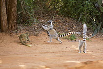 Ring-tailed Lemur (Lemur catta) female in confrontation over food with female Red-fronted Brown Lemur (Eulemur rufus)  Berenty Private Reserve, Madagascar. Oct 2008.