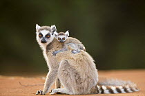 Ring-tailed Lemur female (Lemur catta) with infant less than one month old riding on back. Berenty Private Reserve, Madagascar. Oct 2008.