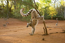 Ring-tailed Lemur (Lemur catta) female carrying baby and scent marking. Berenty Private Reserve, Madagascar. Oct 2008.