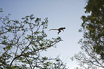 Silhouette of Ring-tailed Lemur (Lemur catta) leaping through tree canopy. Berenty Private Reserve, Madagascar. Oct 2008.
