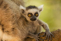 Ring-tailed Lemur (Lemur catta) infant (less than one month) portrait. Berenty Private Reserve, Madagascar. Oct 2008.