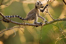 Ring-tailed Lemur (Lemur catta) infant (less than one month) exploring tree,  Berenty Private Reserve, Madagascar. Oct 2008.