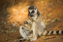 Ring-tailed Lemur (Lemur catta) feeding on a tamarind pod. Berenty Private Reserve, Madagascar. Oct 2008.