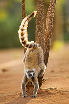 Ring-tailed Lemur (Lemur catta) male scent marking. Berenty Private Reserve, Madagascar. Oct 2008.