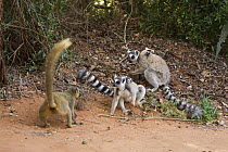 Ring-tailed Lemur female (Lemur catta) in confrontation with Red-fronted Brown Lemur female (Eulemur rufus) over food. Berenty Private Reserve, Madagascar. Oct 2008.