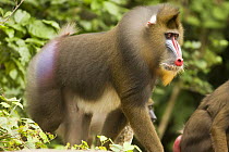 Wild mature male Mandrill (Mandrillus sphinx) walking through gallery forest during dry season. Lope National Park, Gabon. July 2008.