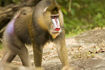 Wild mature male Mandrill (Mandrillus sphinx) walking through gallery forest during dry season. Lope National Park, Gabon. July 2008.