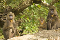 Wild female Mandrills (Mandrillus sphinx) with infants in gallery forest during dry season. Lope National Park, Gabon. July 2008.