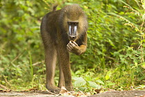 Wild sub-mature male Mandrill (Mandrillus sphinx) foraging in gallery forest during dry season. Lope National Park, Gabon. July 2008.