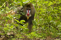 Mature Male wild Mandrill (Mandrillus sphinx) walking through gallery forest during dry season. Lope National Park, Gabon. July 2008.
