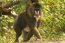 Mature male wild Mandrill (Mandrillus sphinx) walking through gallery forest during dry season. Lope National Park, Gabon. July 2008.