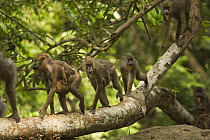 Wild Mandrill  (Mandrillus sphinx) horde including two mothers carrying babies, walking along tree branch in gallery forest during dry season. Lope National Park, Gabon. July 2008.