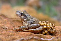 Midwife toad (Alytes obstetricans) male carrying eggs on his back, Els Ports Natural Park, Catalonia, Spain, May