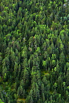 Scots Pine (Pinus sylvestris), Silver Fir (Abies alba) and Silver Birch (Betula pendula) subalpine forest in Madriu valley, Madriu-Claror-Perafita valley World Heritage Area, Pyrenees, Andorra, Septem...