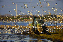 Tractor working in a rice field followed by a flock of Slender-billed Gulls (Larus genei) Deltebre, River Ebro delta, Tarragona, Catalonia, Spain, December