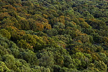 Mediterranean forest with Cork Oak (Quercus suber), Evergreen Oak (Quercus rotundifolia) and Olive Tree (Olea europaea), Monfrague National Park, Caceres, Extremadura, Spain, April