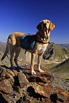Mountain rescue dog (Canis familiaris) female carrying a backpack, near Nuria in Ribes valley, Pyrenees mountains, Catalonia, Spain