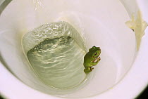 Green Tree Frog (Litoria caerulea) in toilet bowl at campsite, Townsville, Queensland, Australia, December