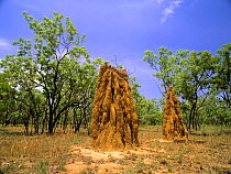 Termite mounds in Eucalyptus savannah, Mary River, Kakadu National Park, Northern Territory, Australia, November