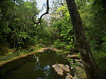Pond in subtropical rainforest, Eungella National Park, Wet Tropics of Queensland World Heritage Site, Queensland, Australia, December