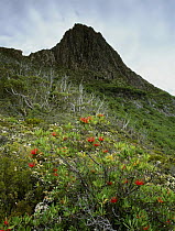 Tasmanian Waratah bush (Telopea truncata) in bloom, below Weindorfers Tower, Cradle Mountain-Lake St. Clair National Park, Tasmania Island, Australia, December