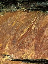 Aboriginal rock paintings depicting a Barramundi fish (Lates calcarifer) in Ubirr gallery, Kakadu National Park, Northern Territory, Australia, November