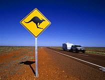 Road sign warning of Kangaroos crossing, Stuart Highway, near Coober Pedy, South Australia, Australia, November