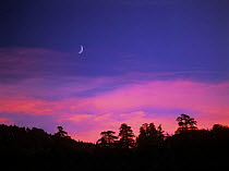 Twilight clouds with crescent moon above Atlas Cedar forest, Azrou Region, Moyen Atlas, Morocco, November