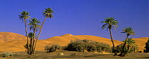 Date Palms (Phoenix dactylifera) and sand dunes in Erg Chebbi, Sahara desert, Tafilalt, Morocco, November