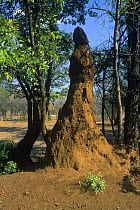 Termite mound at Robins Camp, Hwange National Park, Zimbabwe, September