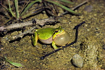 Common / European Tree Frog (Hyla arborea) male singing in a pond at night, Black Sea Coast, Turkey, July