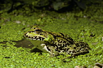 Iberian Green / Western Marsh Frog (Rana perezi) in pond with Common / Lesser Duckweed (Lemna minor), Ebro Delta Natural Park, Catalonia, Spain, September, Captive