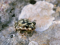 Ferreret / Majorcan midwife toad (Alytes muletensis) endemic to Mallorca / Majorca, Balearic Islands, Spain, May