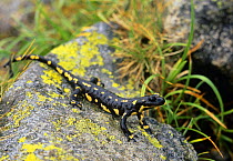 Fire / European salamander (Salamandra salamandra), Aiguestortes i Sant Maurici National Park, Pyrenees, Catalonia, Spain, August