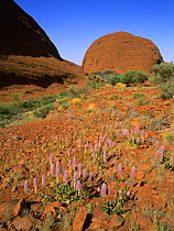 Tall mulla mulla or Showy foxtail (Ptilotus exaltatus) wildflowers in The Olgas / Katatjuta mountains, Uluru National Park, Northern Territory, Australia, November